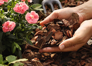 Your Guide to Using the Best Mulch for Trees and Shrubs