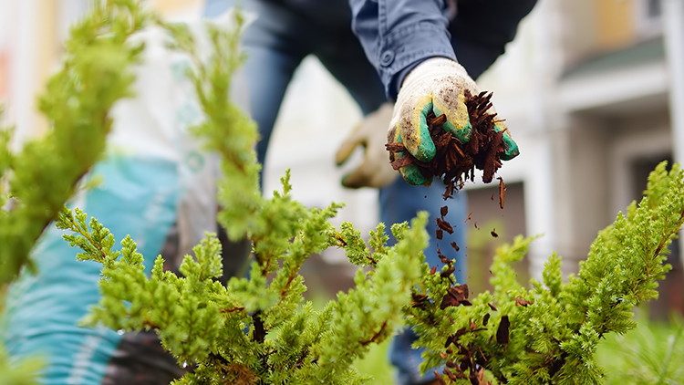 Comprehensive Tree and Shrub Care Services