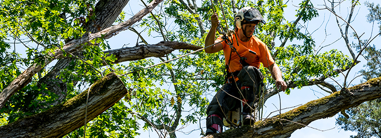 Guide to Trimming Trees Near Power Lines