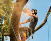 Navigating Tree Removal in Toronto: Insights from DreamWorks Trees