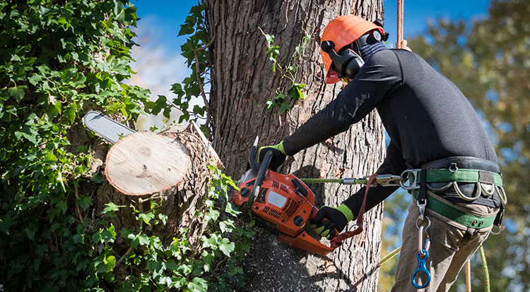 Tree Removal in Toronto