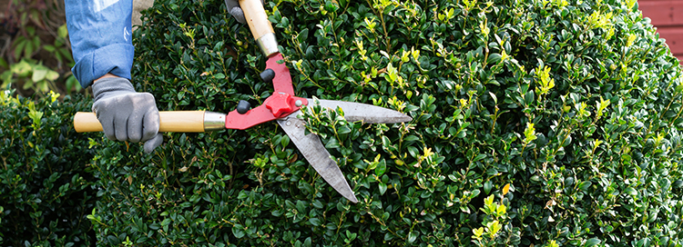 The Art of Tree Shaping Through Pruning