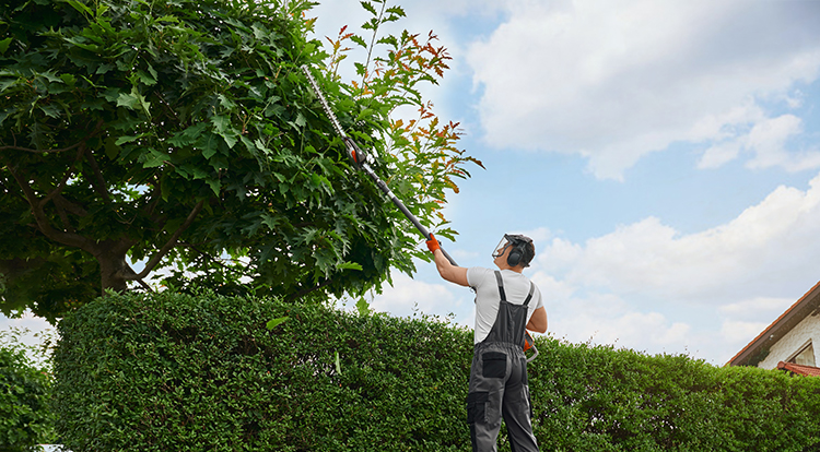 Tree Care Service in Toronto