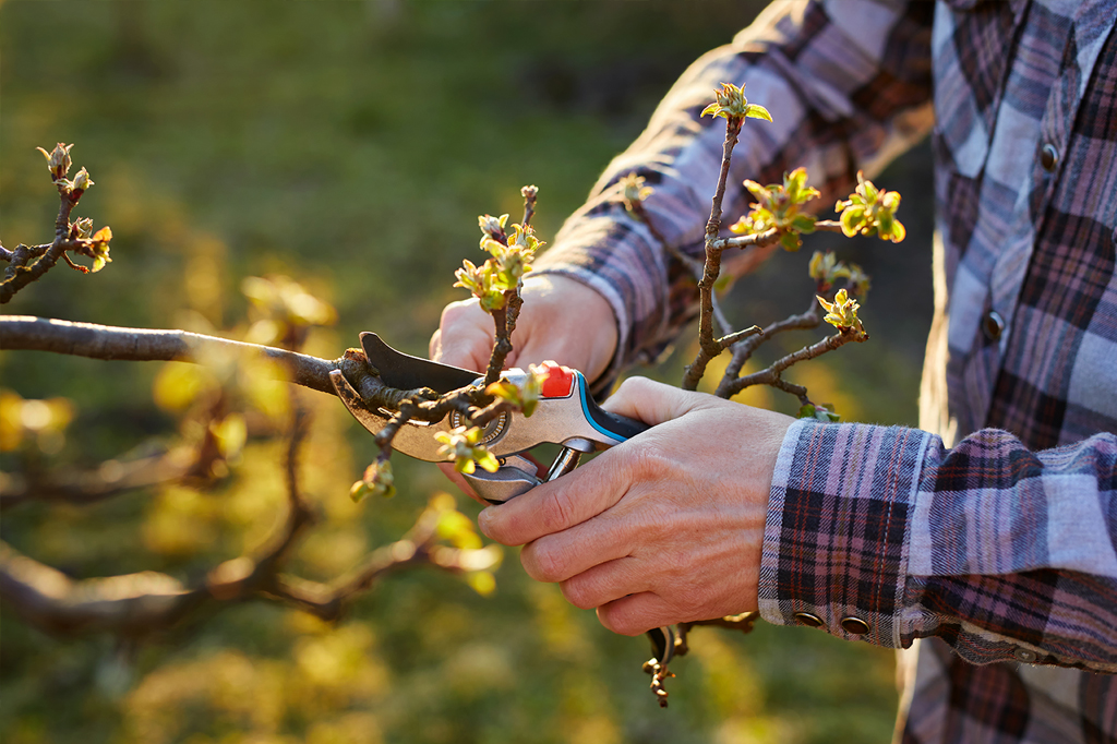 tree pruning Toronto