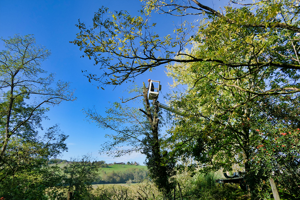 tree pruning Toronto