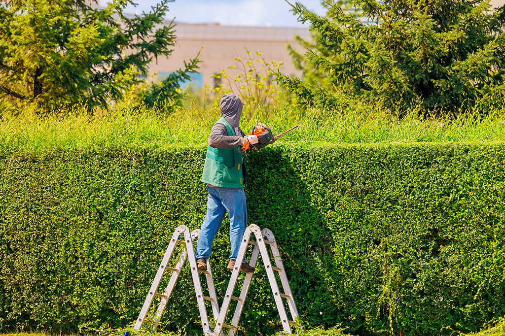 tree pruning Toronto