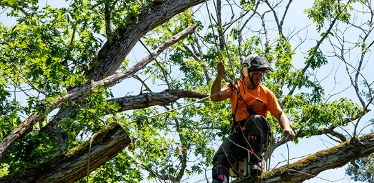 tree pruning services