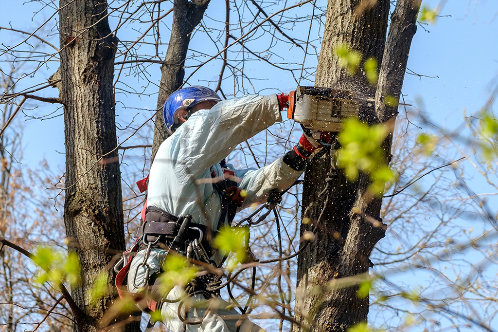 tree pruning Toronto