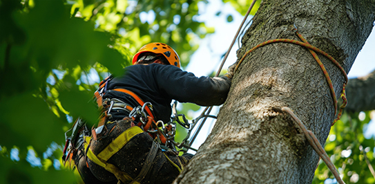 tree pruning Toronto