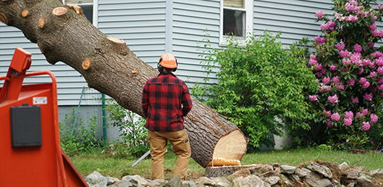 tree pruning services