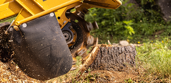 tree pruning Toronto