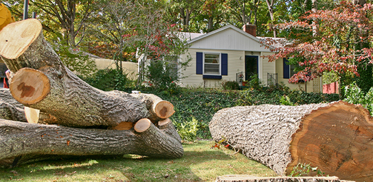 tree pruning services