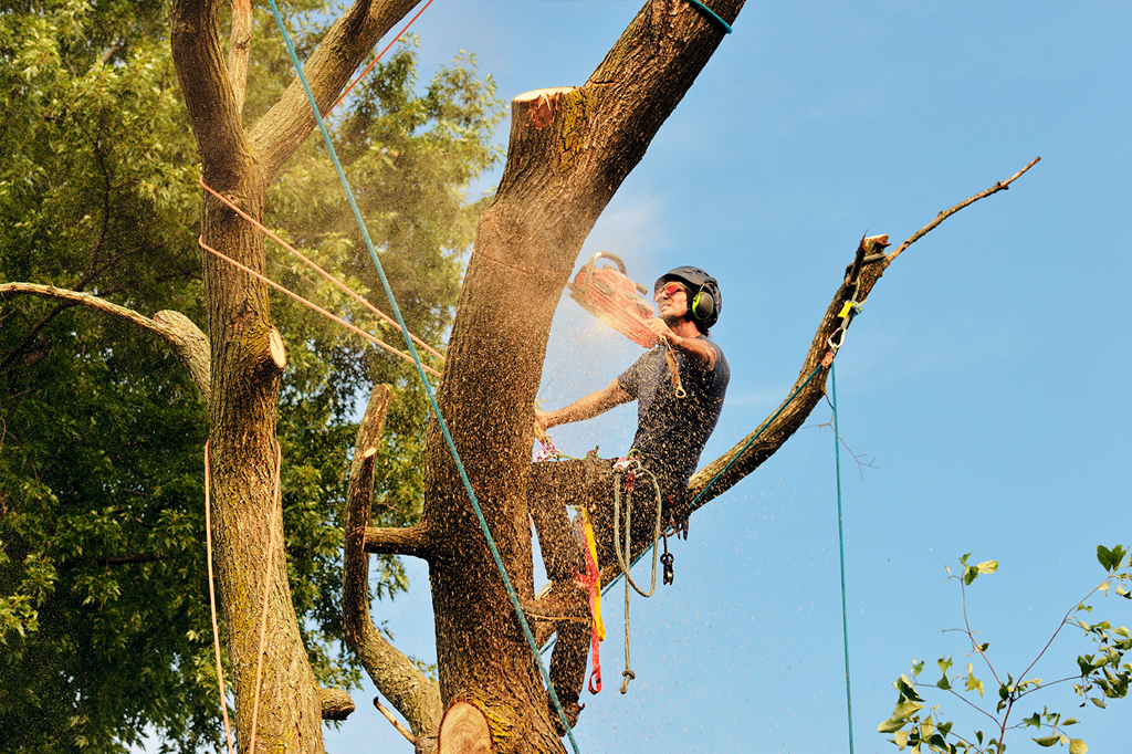 tree pruning Toronto