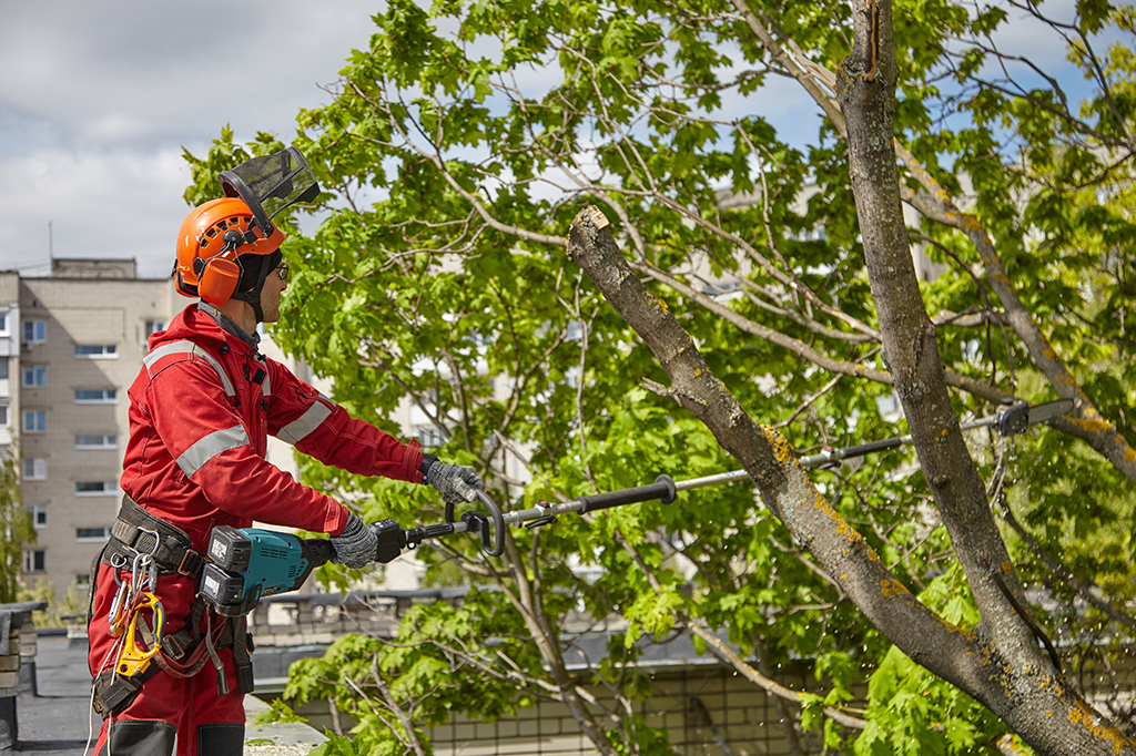 tree pruning services