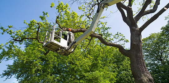 tree pruning services