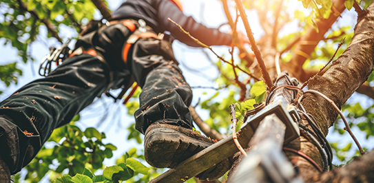 tree pruning Toronto