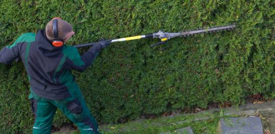 tree pruning services