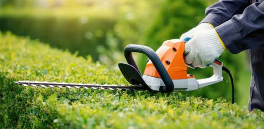 tree pruning Toronto
