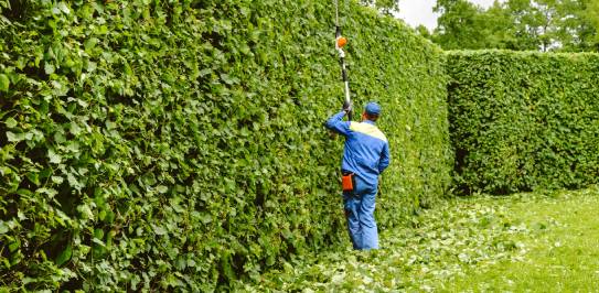 tree pruning services