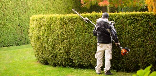 tree pruning Toronto