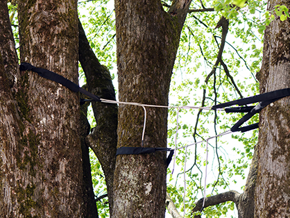 Cobra Tree Bracing Services in Toronto