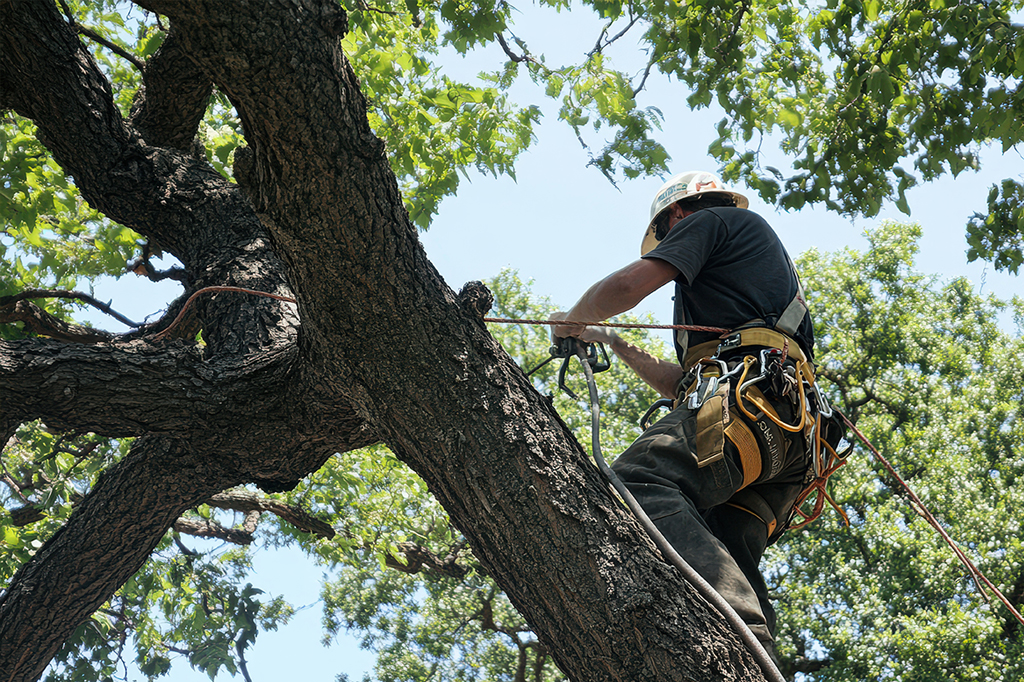 Our Comprehensive Approach to Tree Cabling and Bracing