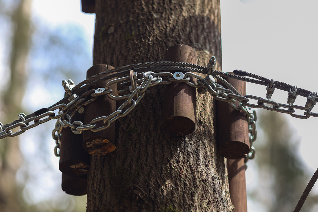 Our Comprehensive Approach to Tree Cabling and Bracing