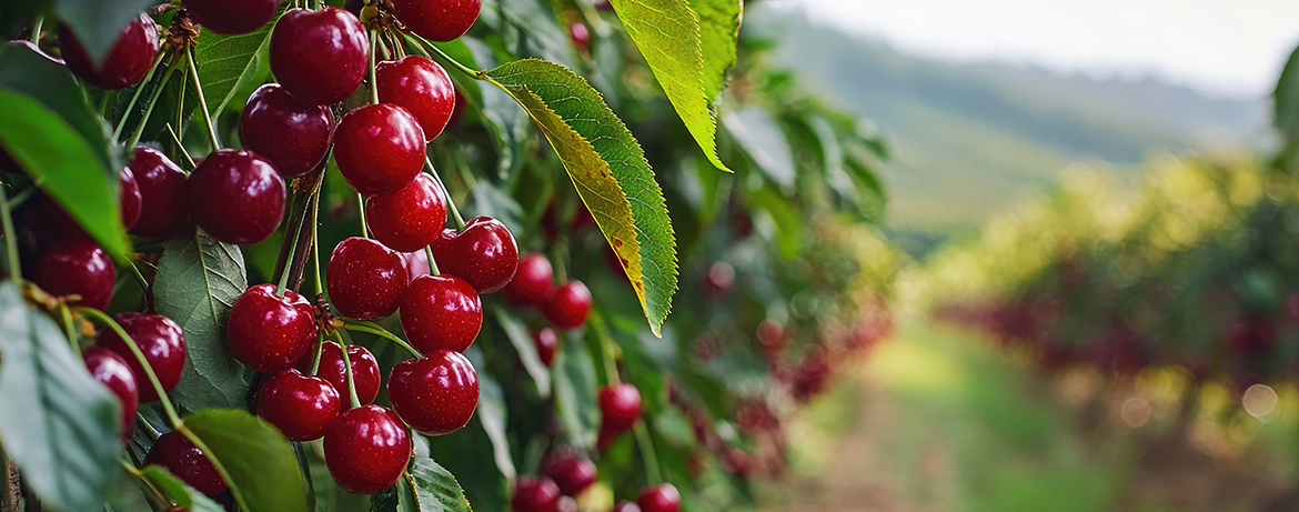 Cherry Tree Planting and Care