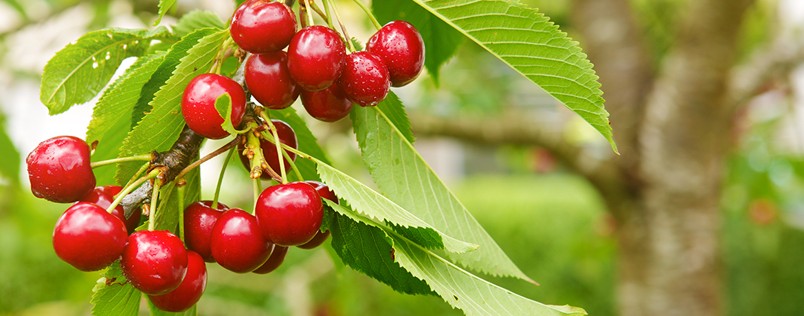 Cherry Tree Planting and Care