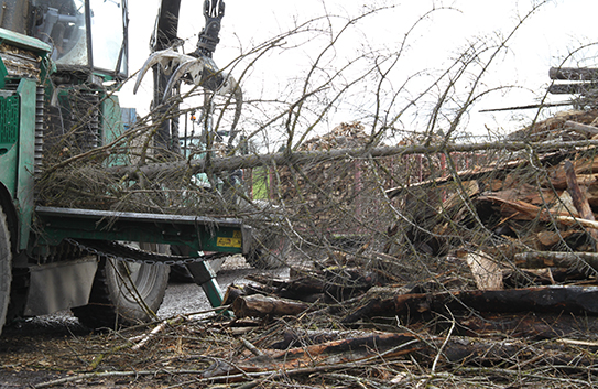 Forestry Mulching