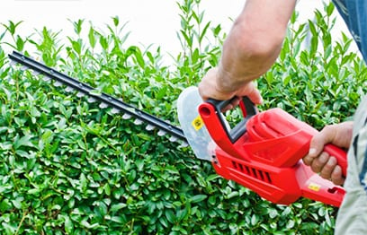 Professional tree pruning service improving branch structure and safety with clean, targeted trimming techniques.