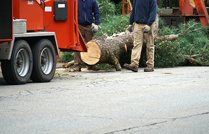tree removal services