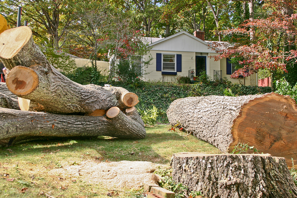 tree pruning Toronto
