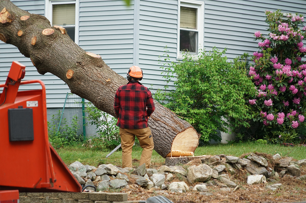 tree pruning Toronto