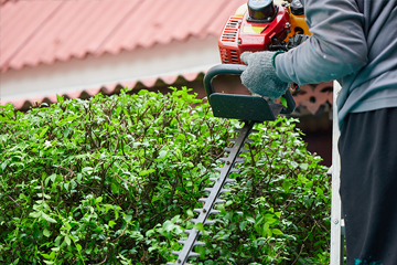  Trimming hedges into decorative shapes during shrub care service to maintain hedge density and visual appeal 