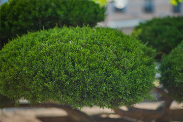 Professional shrub trimming near me with hand shears for boxwood hedge maintenance on residential property steps