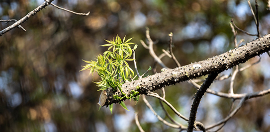 Commercial Snow Removal and Property Maintenance