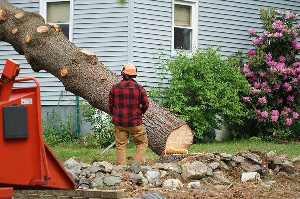 Why Homeowners and Property Managers in King City Trust DreamWorks Trees