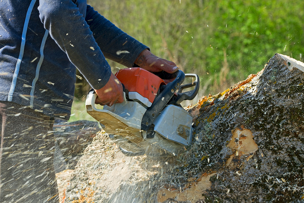 tree pruning Toronto