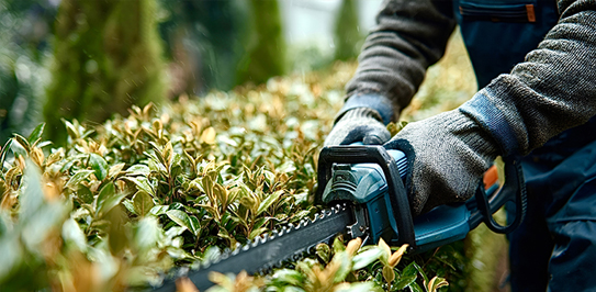 Tree Care Services in King City