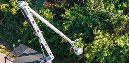 Emergency Tree Removal in King City