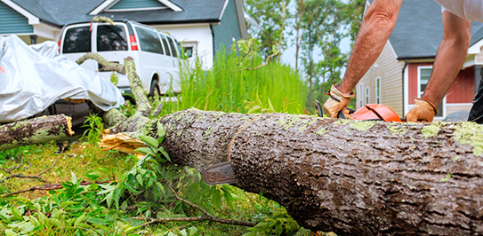 Our Step-by-Step Tree Removal and Pruning Process