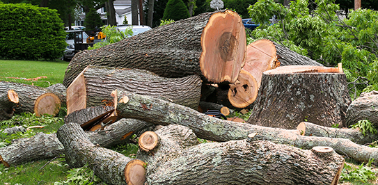 Our Step-by-Step Tree Removal and Pruning Process