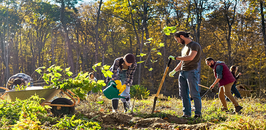 ISA-Certified Arborists Serving Vaughan