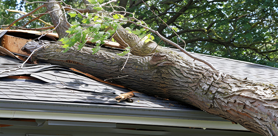 Fallen tree with exposed roots lying across a lawn, showing storm damage and the need for emergency tree removal.