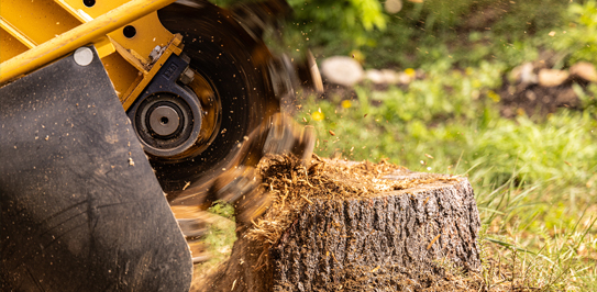  Hedge trimming services for healthy, trimmed hedges near me using proper pruning and cleanup techniques
