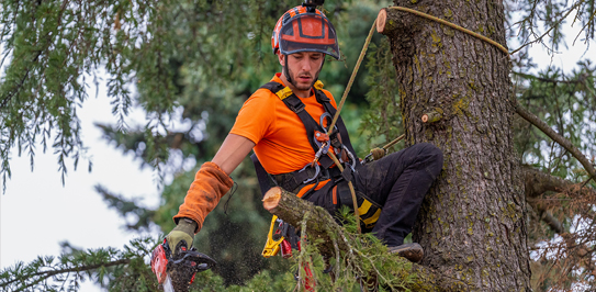 Professional Tree Care by Certified Arborists
