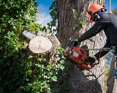 Professional Tree Care by Certified Arborists
