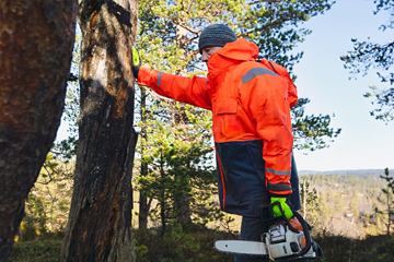 Professional Tree Care by Certified Arborists