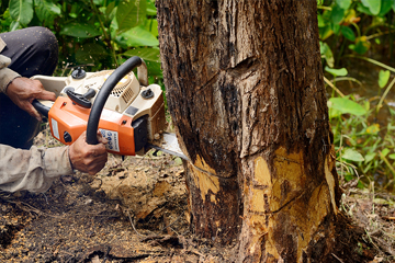 Professional Tree Care by Certified Arborists